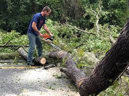 How Our Tree Care Process Works  in  Eastport, ME